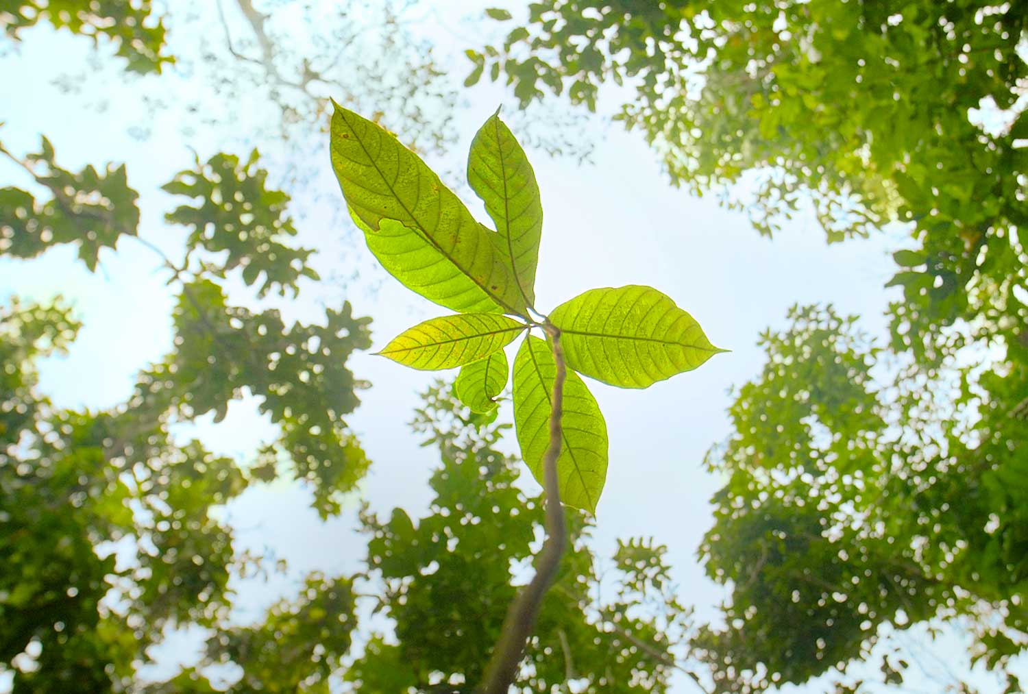 Setzling zur Wiederaufforstung auf Borneo