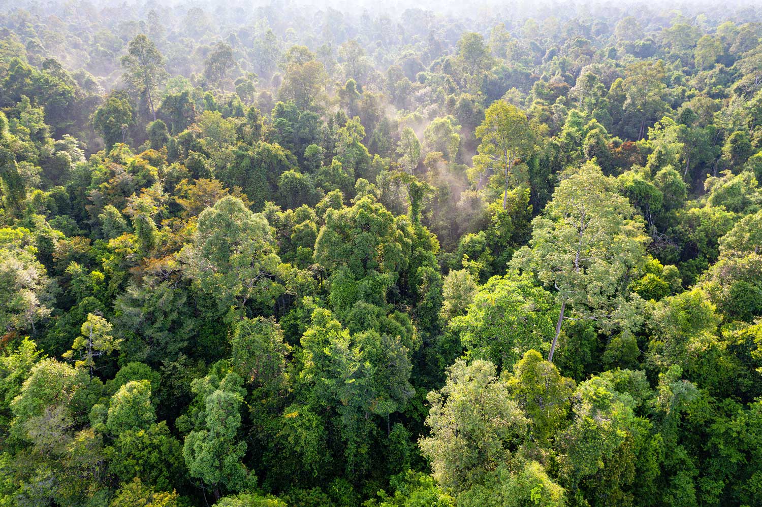 Urwald in Borneo